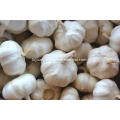 2018 new crop garlic pure white garlic price